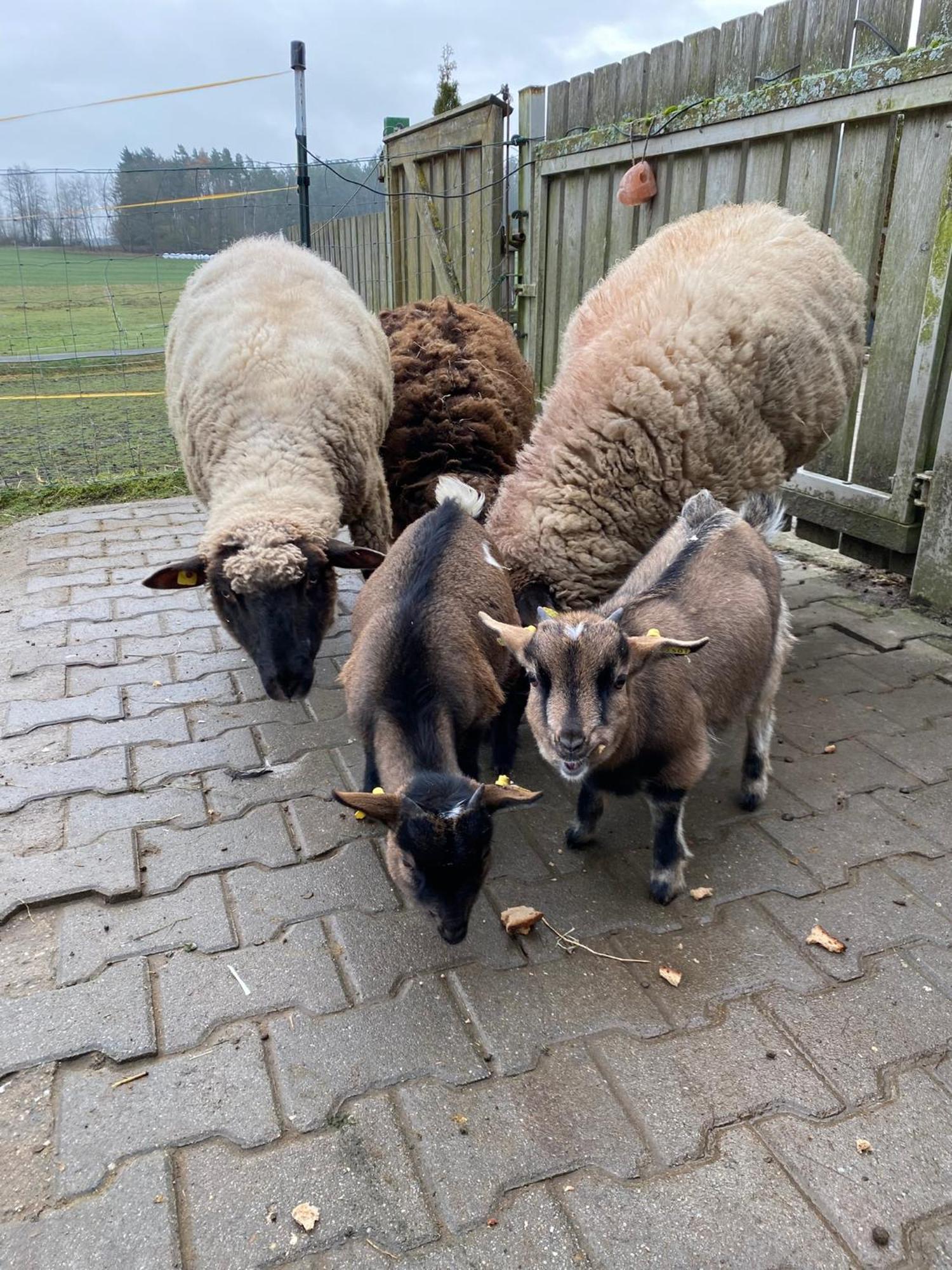 Bärenhof Lägenhet Tirschenreuth Exteriör bild